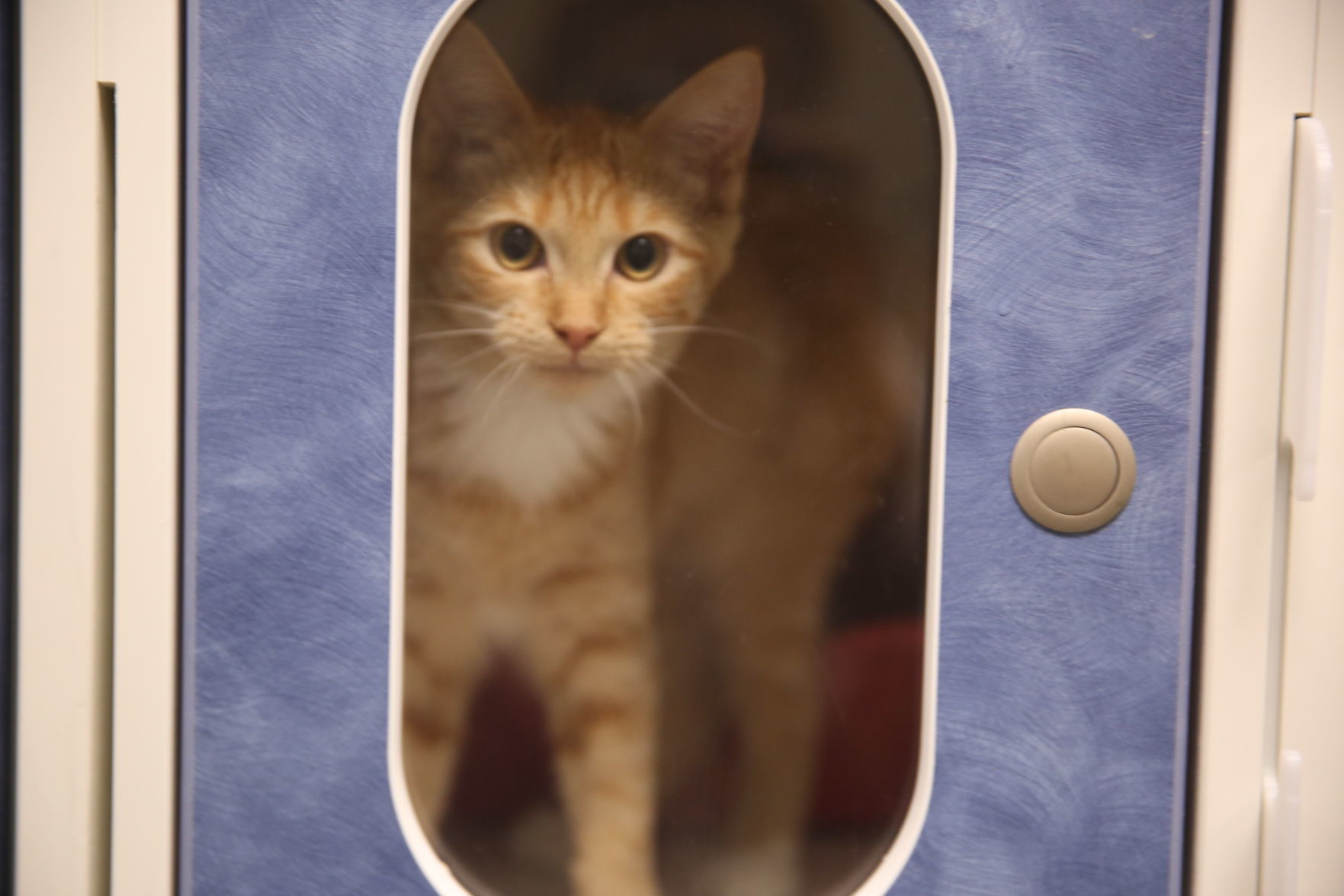 Atlantic County Animal Shelter's Clear the Shelter event Satuday, Aug. 17, 2019. The event runs through Sunday, Aug. 18.